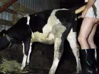 Gay beastiality lover fucking a cow